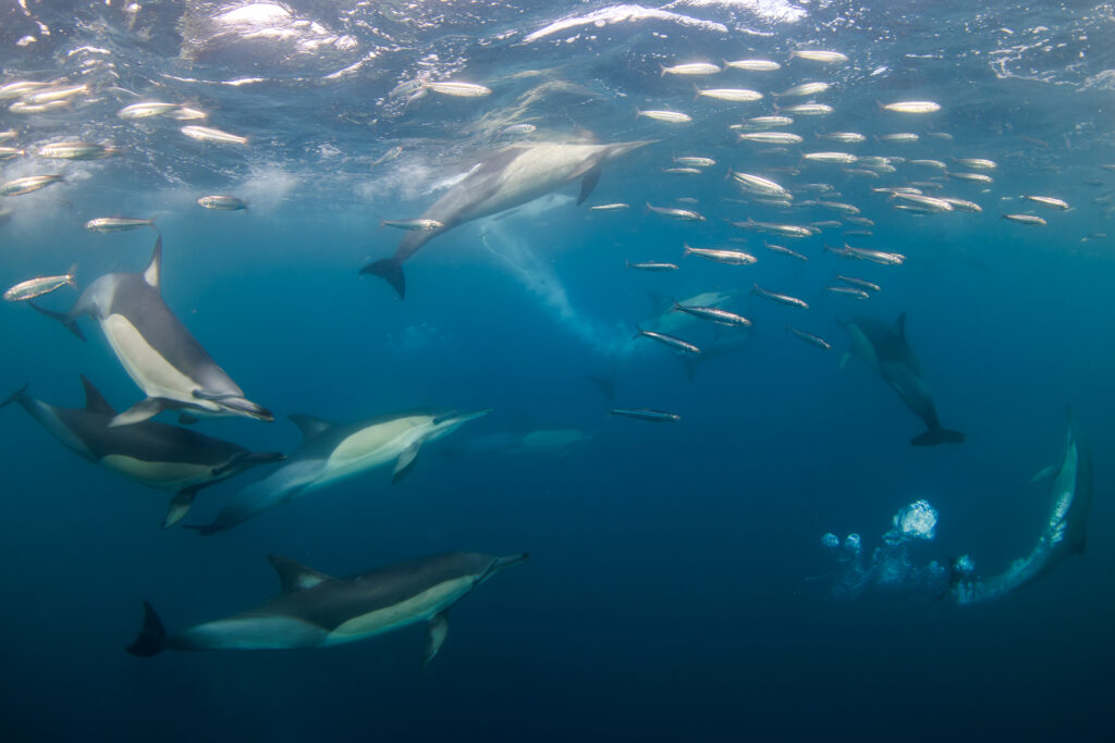 Sardine Run underwater