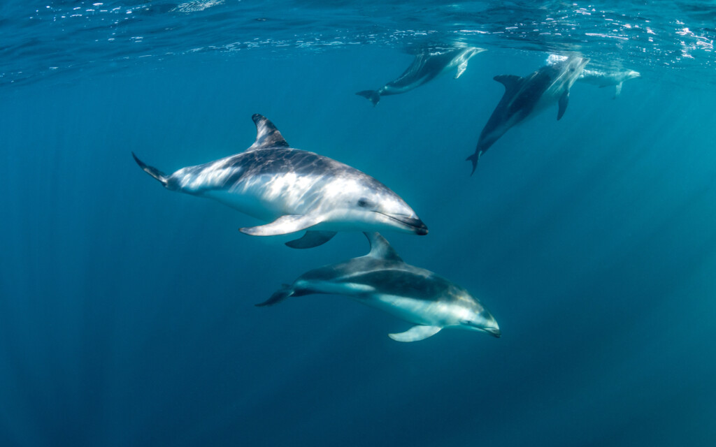 Dusky Dolphins