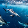 Sardine Run Photography With Tim Jenka