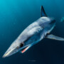 Wild Encounters: SA Is An Underwater Photography Adventure