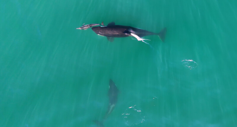Orcas Hunting Dolphins