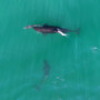 Orcas Hunting Dolphins (Video)