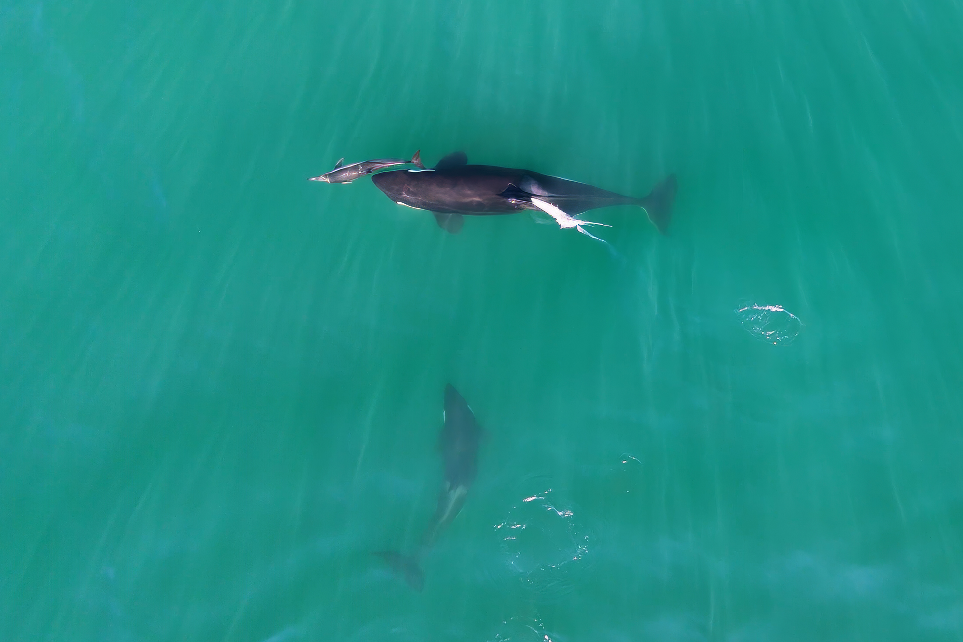 Orcas Hunting Dolphins
